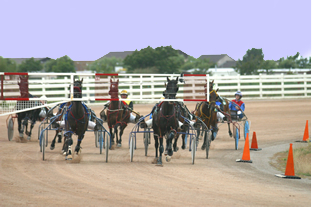 british harness racing